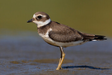 Bontbekplevier, Common Ringed Plover, Charadrius hiaticula
