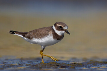 Bontbekplevier, Common Ringed Plover, Charadrius hiaticula