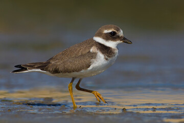 Bontbekplevier, Common Ringed Plover, Charadrius hiaticula