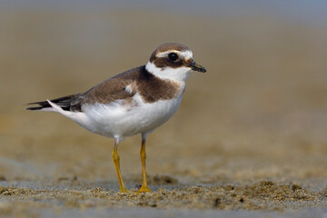 Bontbekplevier, Common Ringed Plover, Charadrius hiaticula