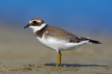Bontbekplevier, Common Ringed Plover, Charadrius hiaticula