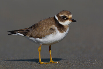 Bontbekplevier, Common Ringed Plover, Charadrius hiaticula