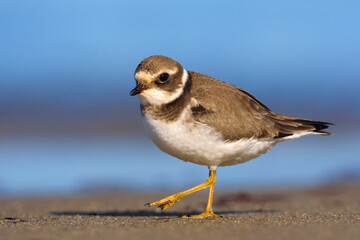 Bontbekplevier, Common Ringed Plover, Charadrius hiaticula