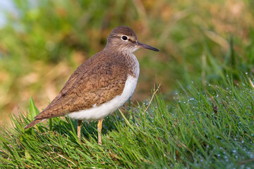 Oeverloper, Common Sandpiper, Actitis hypoleucos