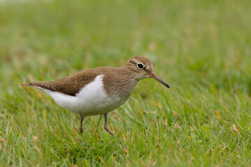Oeverloper, Common Sandpiper, Actitis hypoleucos