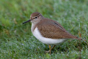 Oeverloper, Common Sandpiper, Actitis hypoleucos