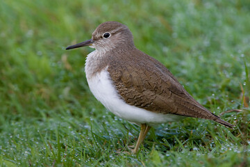 Oeverloper, Common Sandpiper, Actitis hypoleucos