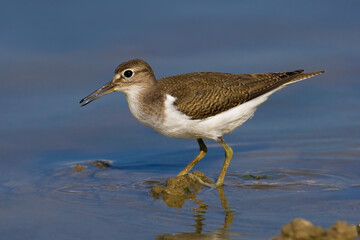 Oeverloper, Common Sandpiper, Actitis hypoleucos