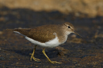 Oeverloper, Common Sandpiper, Actitis hypoleucos