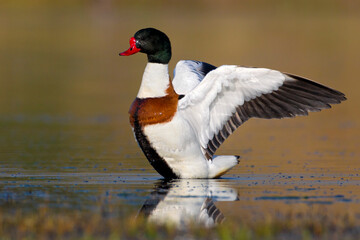 Bergeend, Common Shelduck, Tadorna tadorna