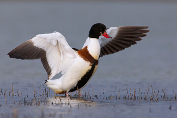Bergeend, Common Shelduck, Tadorna tadorna