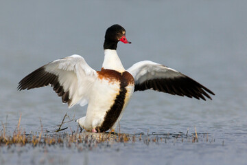 Bergeend, Common Shelduck, Tadorna tadorna