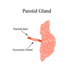 Parotid salivary gland. The structure of the parotid salivary gland. Vector illustration on isolated background
