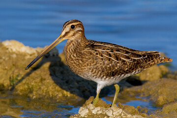 Watersnip, Common Snipe, Gallinago gallinago