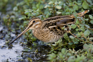 Watersnip, Common Snipe, Gallinago gallinago