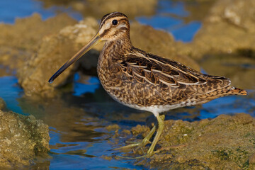 Watersnip, Common Snipe, Gallinago gallinago