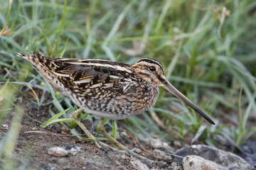 Watersnip, Common Snipe, Gallinago gallinago