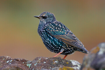 Spreeuw, Common Starling, Sturnus vulgaris