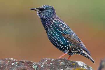 Spreeuw, Common Starling, Sturnus vulgaris