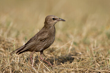 Spreeuw, Common Starling, Sturnus vulgaris