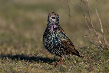 Spreeuw, Common Starling, Sturnus vulgaris