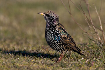 Spreeuw, Common Starling, Sturnus vulgaris