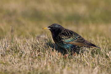 Spreeuw, Common Starling, Sturnus vulgaris
