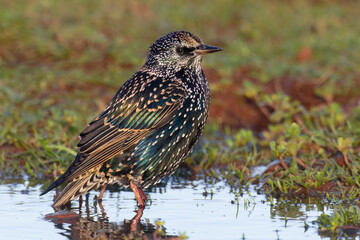 Spreeuw, Common Starling, Sturnus vulgaris