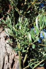 Close-up of an olive tree branch without olives