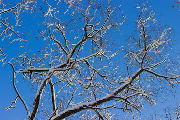 Background of the branches of old tree covered with snow