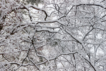 Background of the trees branches covered with snow