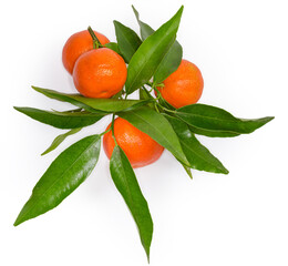 Tangerines on a twig with leaves on a white background