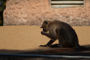 Southern plains gray langur Semnopithecus dussumieri eating. Tala. Madhya Pradesh. India.