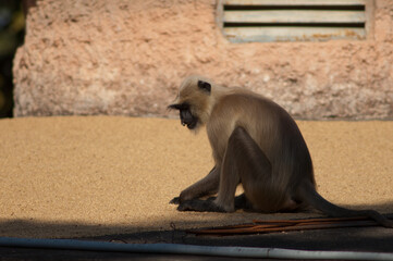 Southern plains gray langur Semnopithecus dussumieri. Tala. Madhya Pradesh. India.