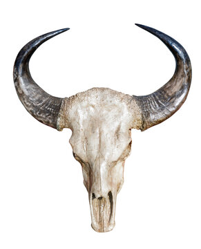 Cow skull with horns isolate on white