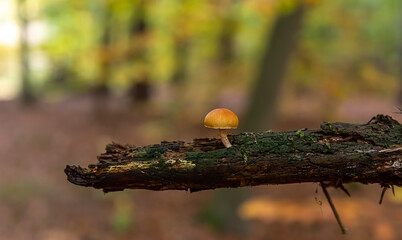 A little stump mushroom grows from dead wood.