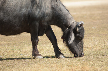 Water buffalo Bubalus bubalis grazing. Umaria. Madhya Pradesh. India.