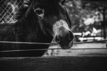 black and white portrait of donkey pushing its head through a fence