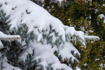 Branches of blue spruce covered with snow on blurred background