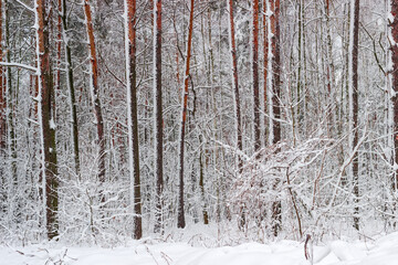 Background of a snowy forest, view from the edge