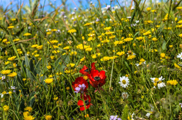 flowers in the grass
