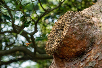 二ホンミツバチの巣にキイロスズメバチがやってきた！
キイロスズメバチは二ホンミツバチの巣には直接入っての捕獲はしません。近くでホバリングして巣に戻ってくる働きバチを待ち構えて捕まえることが殆どです。
