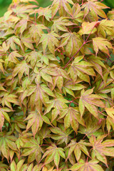 Reddish leaves of ornamental maple after rain.