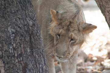 Asiatic lion Panthera leo leo. Lioness in controlled conditions. Devalia. Gir Sanctuary. Gujarat. India.