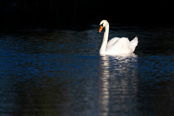 A mute swan swimming and foraging in dark colored water