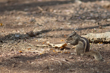 Indian palm squirrel Funambulus palmarum eating. Sasan. Gir Sanctuary. Gujarat. India.