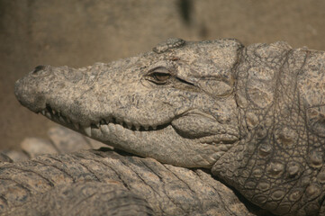 Head of a mugger crocodile Crocodylus palustris. Captivity breeding center. Sasan. Gir Sanctuary. Gujarat. India.