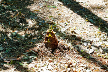春の和風食材を代表するタケノコ