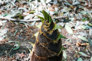 春の和風食材を代表するタケノコ