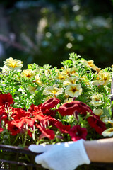 Florist hold box full of petunia flowers.
